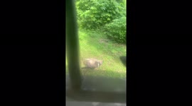 Cat fight gone wrong……watch till the end. No animals were hurt bad.