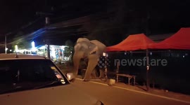 Elephant emerges from jungle after smelling barbecue