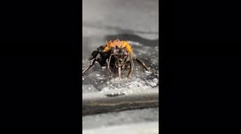 Saving Harold the Bee