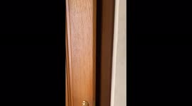 The cat climbs the toilet wall like a spiderman