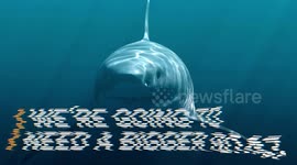 Megalodon Bigger Than We Thought? New Study Reveals Just That