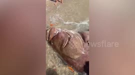Fisherman catches rare giant grouper fish in the Philippines