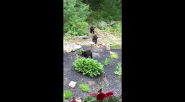 US homeowner films ADORABLE bear cubs in her backyard