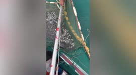 Whale shark eats fish from trawler’s net in southern Thailand