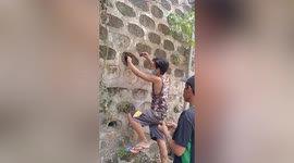 Brave forager reaches into hole full of bees to take honeycomb using his bare hands