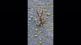 Wasp attacks, eats caterpillar alive