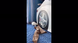 This rat steals everything in the house