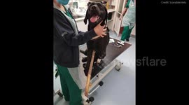 UK surgeons rescue dog after it impaled itself with 1m-long branch while chasing a ball