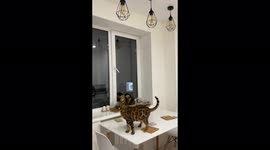 Bengal cat loves to jump on a lamp and hang on it