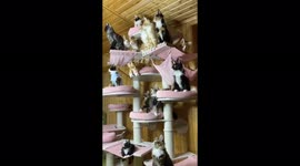 Mainecoon kittens move their heads synchronously
