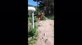 Vibing horse nods its head up and down to shake off annoying insects