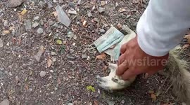 Injured squirrel revived with CPR after suffering electric shock