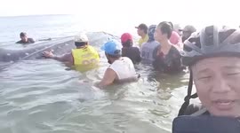 Whale shark stuck in ship’s fishing net rescued in the Philippines