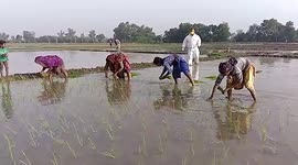 Man conducts Covid-19 test amid paddy field in northern India