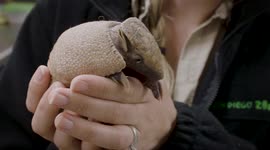 This Adorable Little Armadillo Has Trouble Waking Up in the Morning