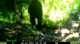 After yawning and sticking out its long tongue, a black bear stands in pond to reach leafy branch.