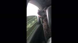 'Newfie Puppy's First Audi Ride (Road Trip Through Montana)'
