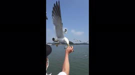 Hundreds of seagulls flew to the man on the deck to receive food from his hand