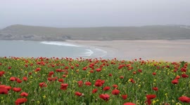 Poppies and wildflowers in bloom on Cornwall coast during G-7 summit