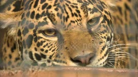 US zoo sets up meatball treasure hunt for hungry jaguars