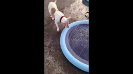 Puppies attempt to cool down is quickly that eyes after he pops the pool!
