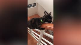 Playful cat slides down stair bannister at home in Bangkok