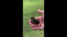 Hummingbird keeps flying back to US woman who rescued it