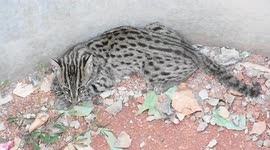 Endangered fishing cat rescued after dropping into large cement pot in Sri Lanka