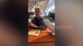 Cheeky cockatoo steals a man’s caramel slice in Australia