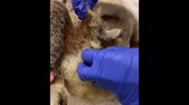 Blind koala and adorable baby rescued from death on the SIDE OF ROAD in Australia