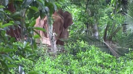 Wildlife officials chase away elephant after it leaves trail of destruction in Sri Lanka