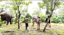 Tamed and forest elephant fought a fierceful battle in Hasan district of  Karnataka South India