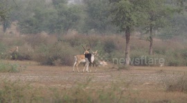 Young blackbuck antelope persistently courts female at a wildlife sanctuary in India