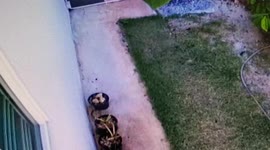 King cobra jumps at pet dog coming just inches from biting its nose