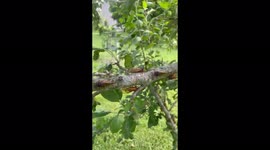 Billions of cicadas invading US captured on apple tree