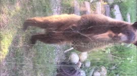 Curious American black bear explores house garden and approaches living room window