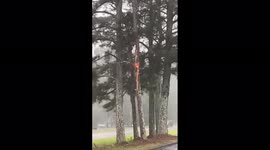 US: Tree Catches Fire Due To Lightning Strike In Peachtree City, Georgia