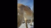 temp