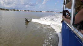 Dolphins jumping and playing in the wake of our boat off Marco Island Florida