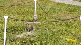 Tiny adorable baby owls roped off in their little sanctuary in a front yard on Marco Island