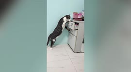 Curious pet cat opens set of bedroom drawers