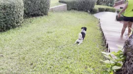 Dog slides down grassy garden slope on his belly in Thailand