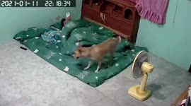 Energetic pet dog interrupts sleeping owner by frantically sprinting across bed
