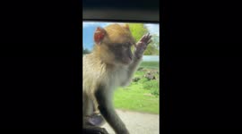 Monkey in UK safari park kissing itself in the mirror and playing on car before jumping on when it get a fright