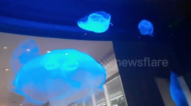 Moon jellyfish inside a restaurant in Fort Lauderdale Florida