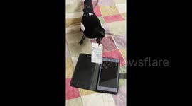 Pet magpie steals cash and batteries from owner
