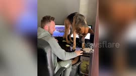 This video of a dog bothering its owner shows the frustration of anyone who WFH with a pet