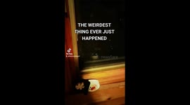 Lucky chickadee pays visit to tenant during tough time