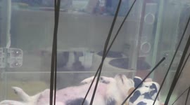 Filming a dog in a pet rental in South Korea, Hapjong in 2014