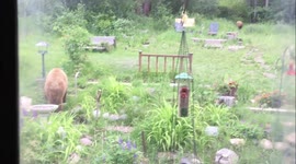 Two cinnamon colored and one black Black Bears snoop and wander around the backyard of a private residence in Idaho.